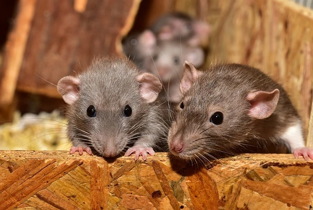 Dératisation — rats & souris